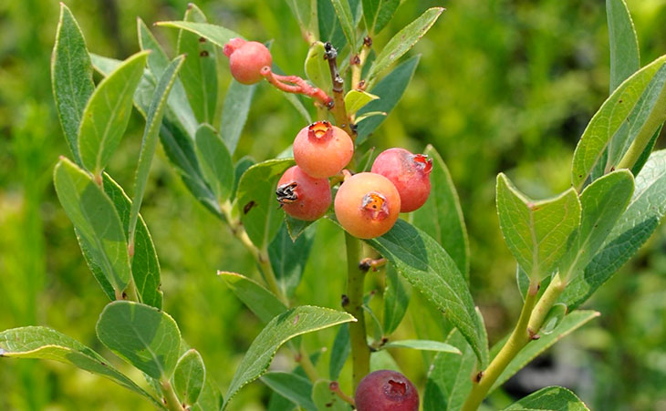 Pink lemonade blueberries