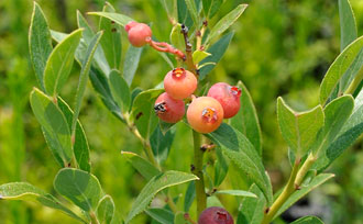 Pink lemonade blueberries