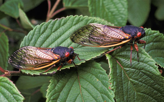 Cicadas on leaf