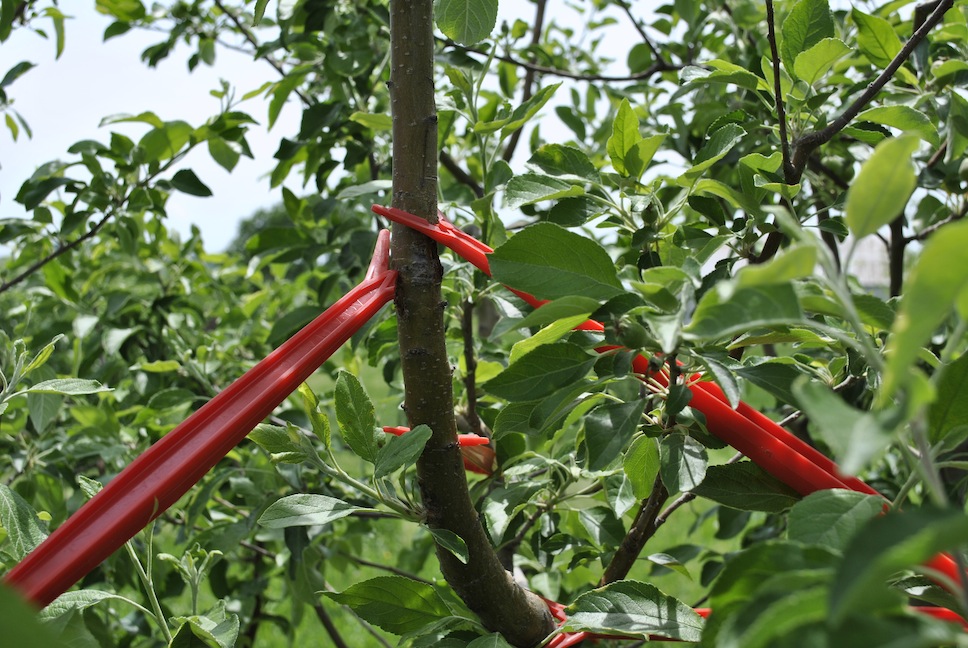 How do you brace a fruit tree branch?