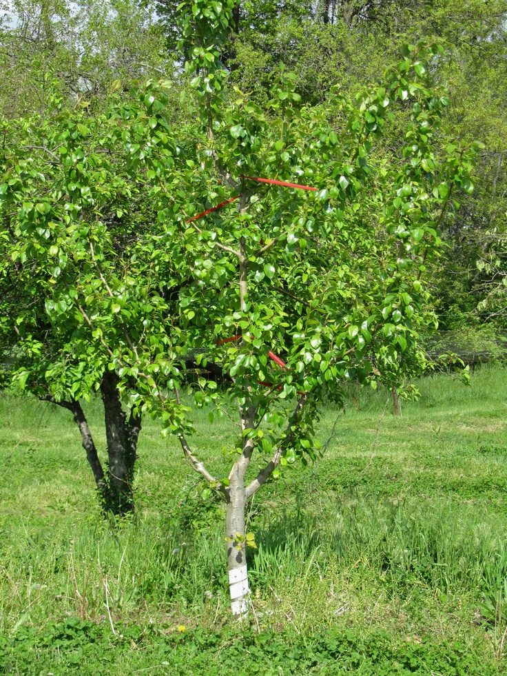 Limb Spreaders Help Improve Tree Form Limb Spreaders Used for Improving Structure of Trees