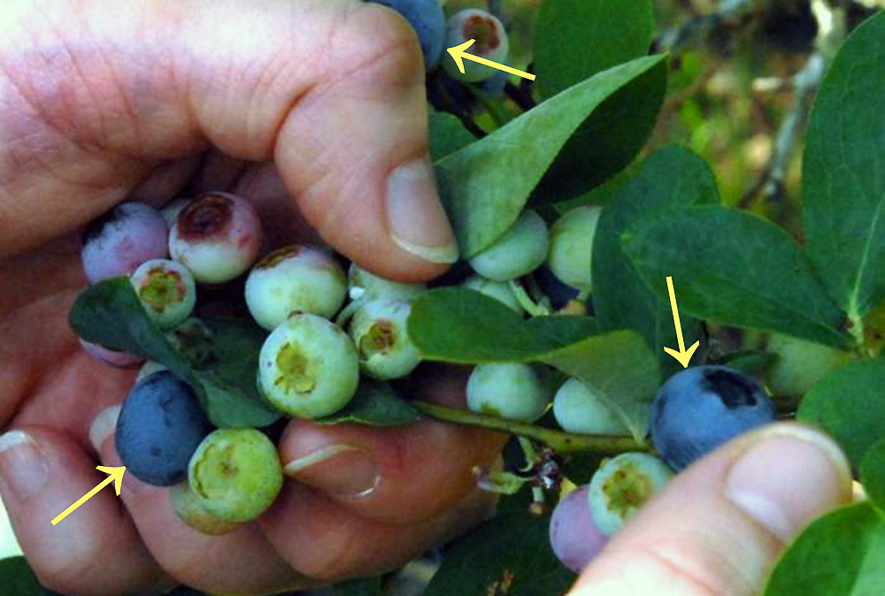 Ripe and Unripe Blueberries