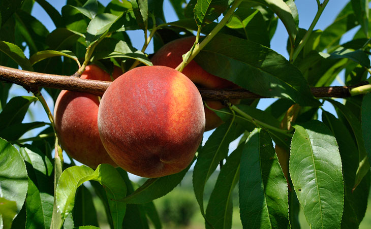 Early July Peach on Tree
