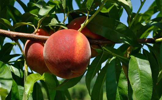 Early July Peach on Tree