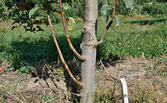 Example of waterspout branches on an apple tree