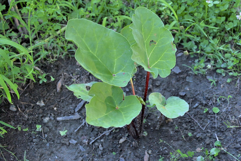 Rhubarb 8 Months After Planting