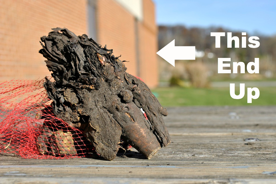 How To Plant Bare Root Rhubarb Stark Bro S