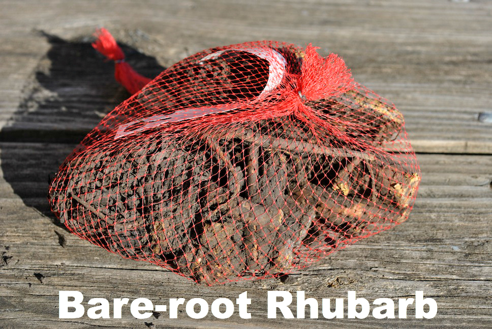 Rhubarb Pkg2