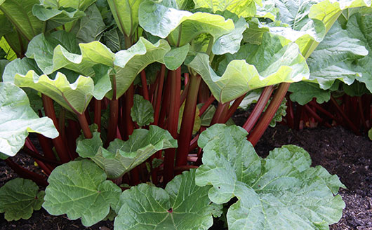 How to care for rhubarb plants in the fall