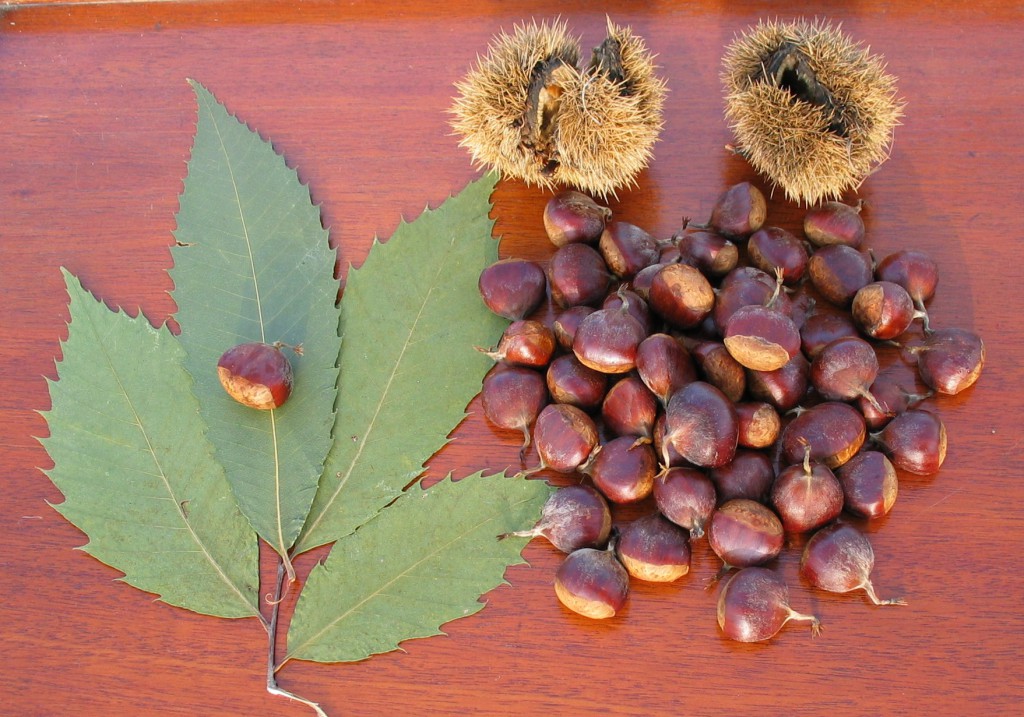 American Chestnut, Leaves, Catkins American Chestnut, Leaves, Catkins