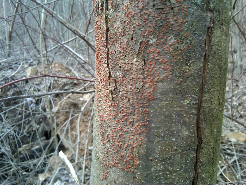 Chestnut Blight in Adams County Ohio Chestnut Blight in Adams County Ohio