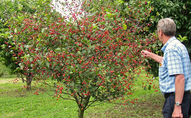 Dwarf cherry tree