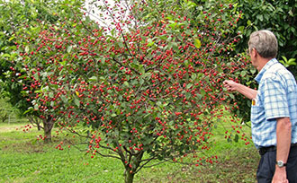 Top 10 Easy To Grow Fruit Trees Plants Thompson Morgan