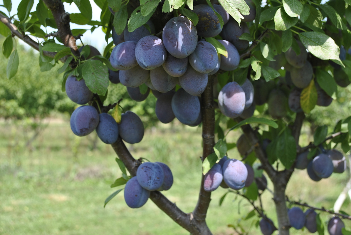 Stark Picks: Easy to Grow Fruit Trees  Stark Bros