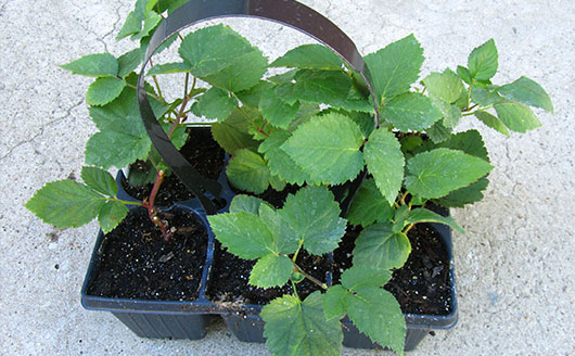 jumbo pack of blackberries