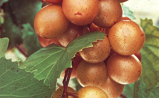 Fry Muscadines