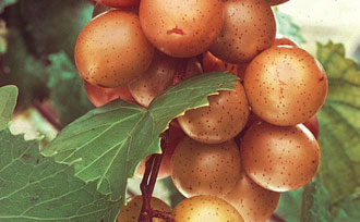 Fry Muscadines