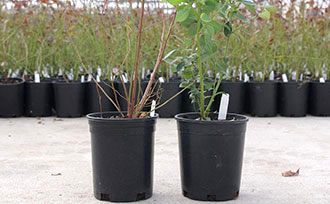 How To Plant Blueberry Plants Stark Bro S How To Plant Blueberry Plants