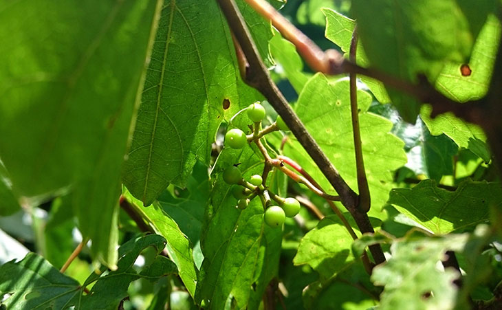 Photo of young muscadine grapes