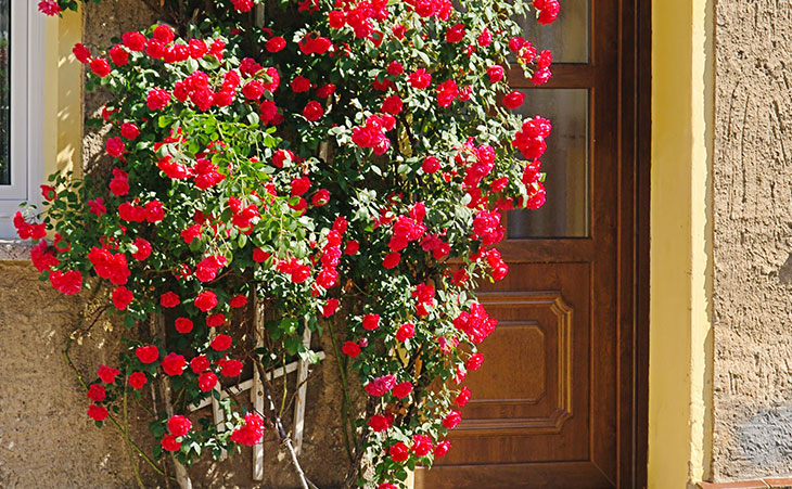 climbing rose