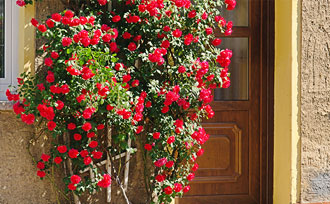 climbing rose
