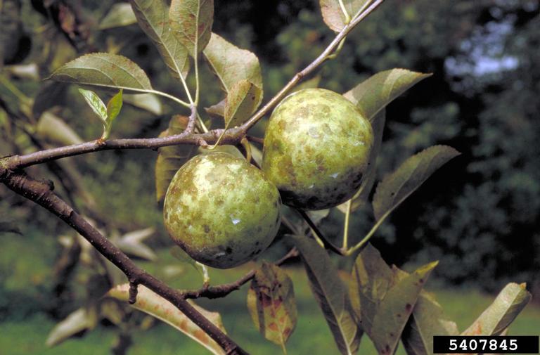 How do you care for pear trees?