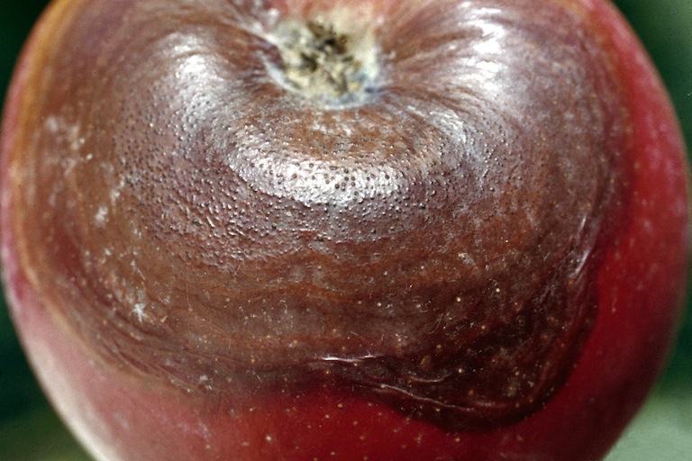 Black Rot on Apple Fruit