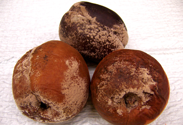 Brown Rot on Stone Fruits