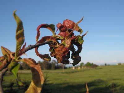 leaf peach curl tree fruit disease leaves nectarine treatment control trees starkbros organic care garden curling farmer rant fred