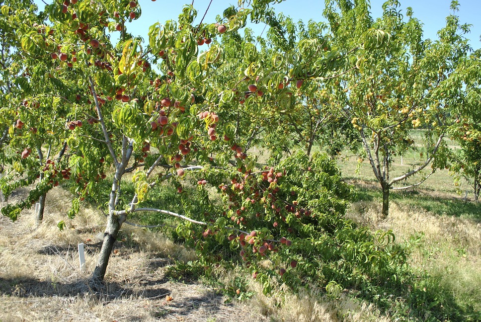 Peach Tree Overbearing