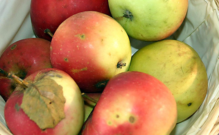 apples