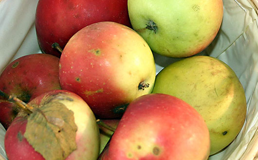 apples