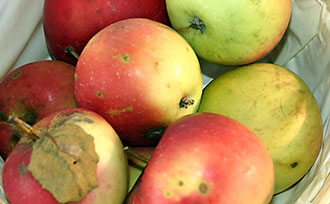 apples