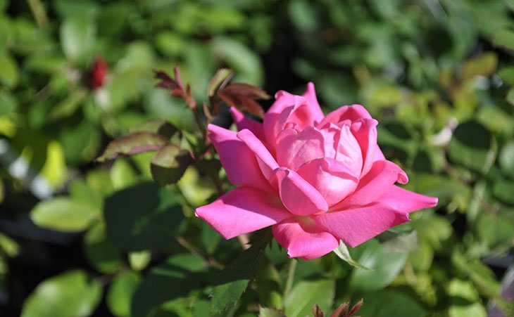 pink knock out rose
