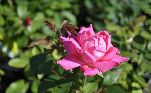 pink knock out rose