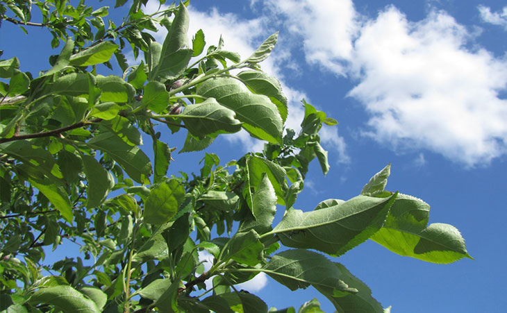 Apple leaves against a blue sky