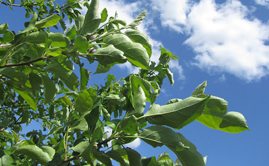 Apple leaves against a blue sky