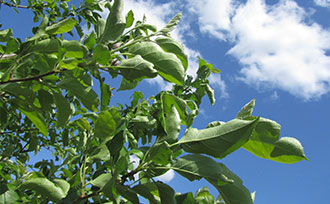 Apple leaves against a blue sky