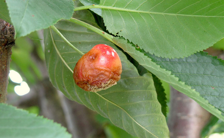 Cherry brown rot, misshapen, brown fruit