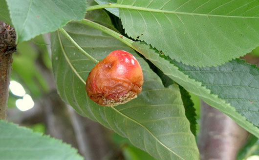 Control de enfermedades de árboles frutales orgánicos