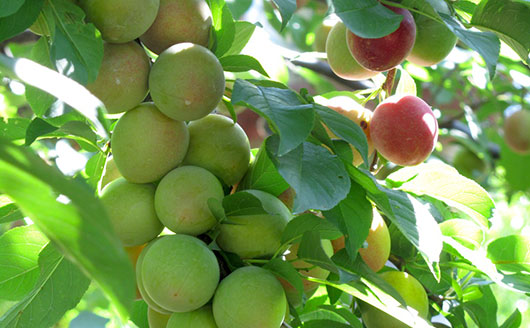 The benefits of fruit trees