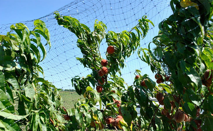 Example of netting on a peach tree