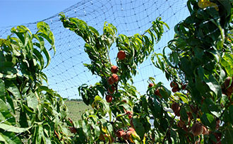 Example of netting on a peach tree