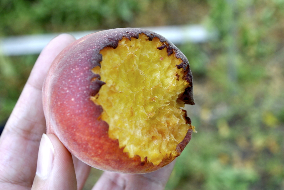 Peach with Bird Damage Peach with Bird Damage