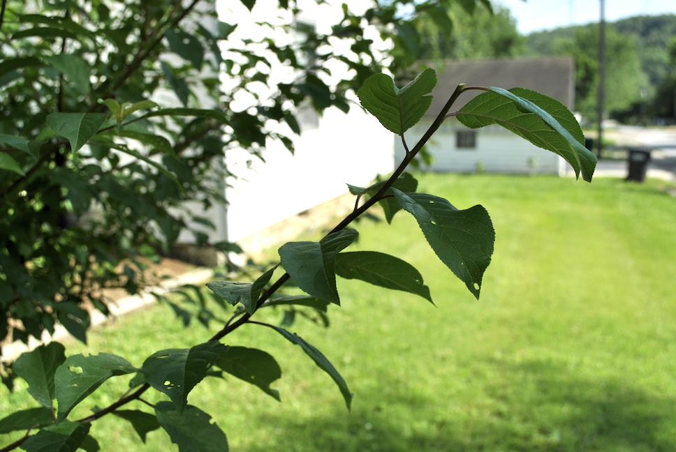 Summer Pinching: After Pruning Cut