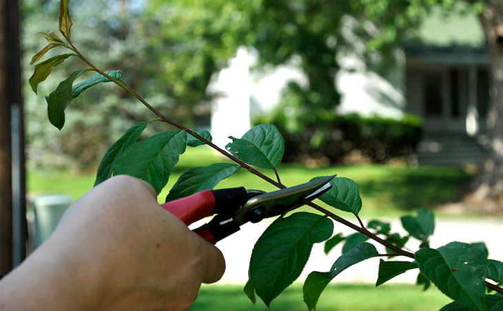 Pruning a tree branch in the summer
