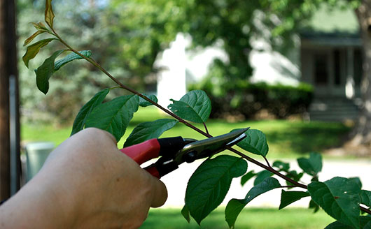 Pruning a tree branch in the summer