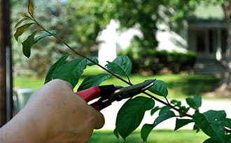 Pruning a tree branch in the summer