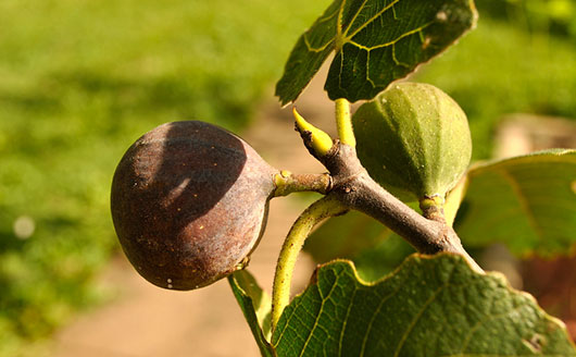 Ripening figs on a tree