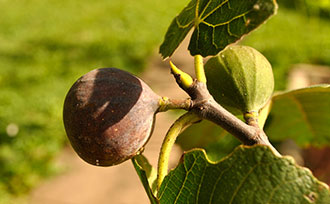 Fig Ripening Chart